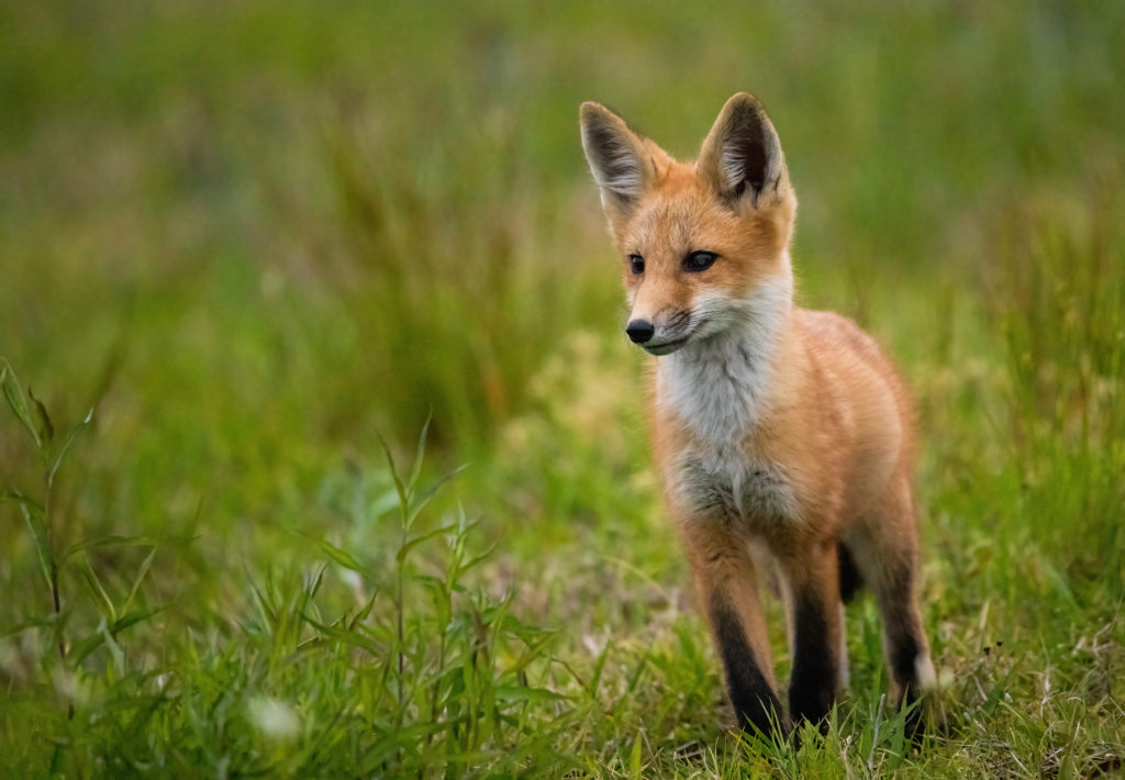 Red Fox Kit in Grass Field