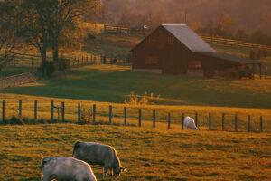 farm house/barn with cows in the field