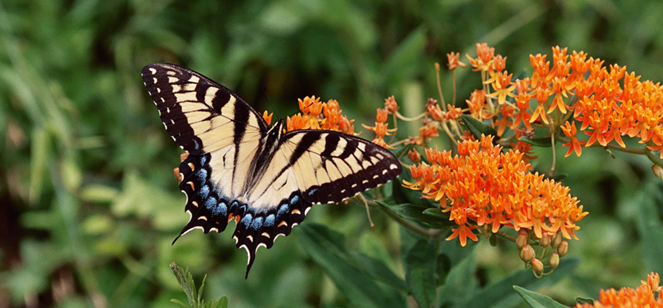 Protecting Native Species