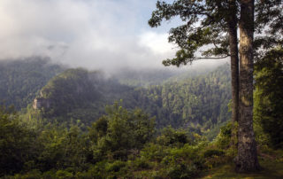 Tree Canopy during Early Morning at Breaks Interstate Park. Image Credit - David Petersen