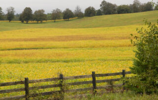 Farm near Warrenton, VA after a thunderstorm