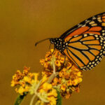 Native Species Monarch Butterfly