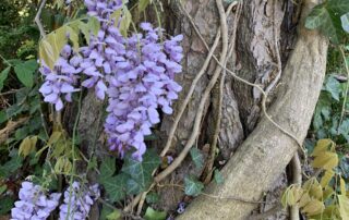 Wisteria is a common invasive species. Photo by Hollee Freeman.