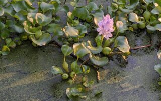 Common Water Hyacinth (Pontederia crassipes) invasive