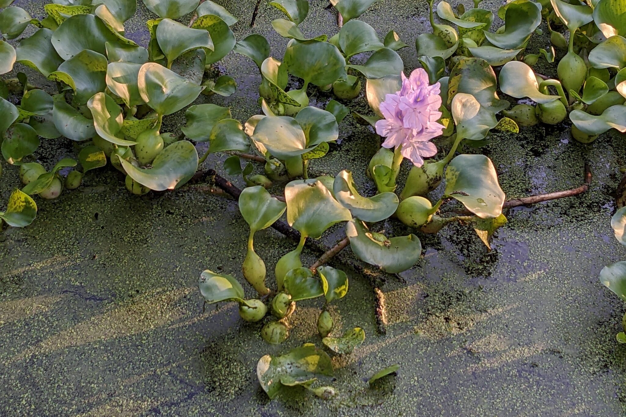 Common Water Hyacinth (Pontederia crassipes) invasive