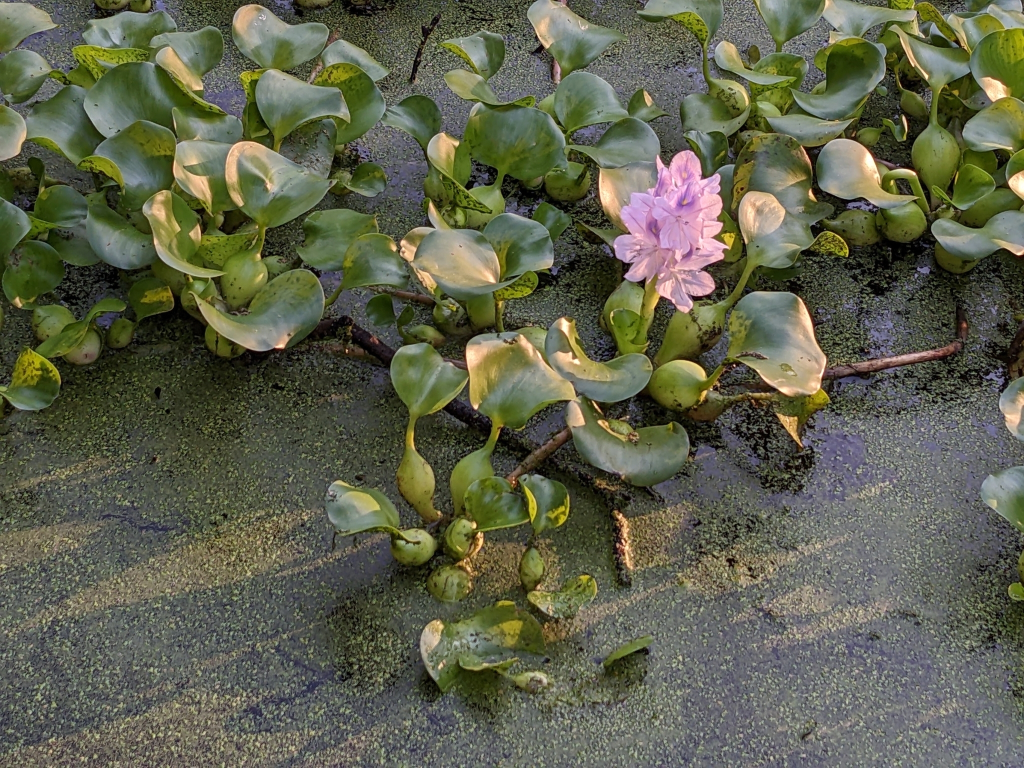 Common Water Hyacinth (Pontederia crassipes) is invasive but is still being sold in Virginia–Bryan Park, Richmond, VA. Photo by Anna Shelby (CC) BY-NY Common Water Hyacinth (Pontederia crassipes) invasive