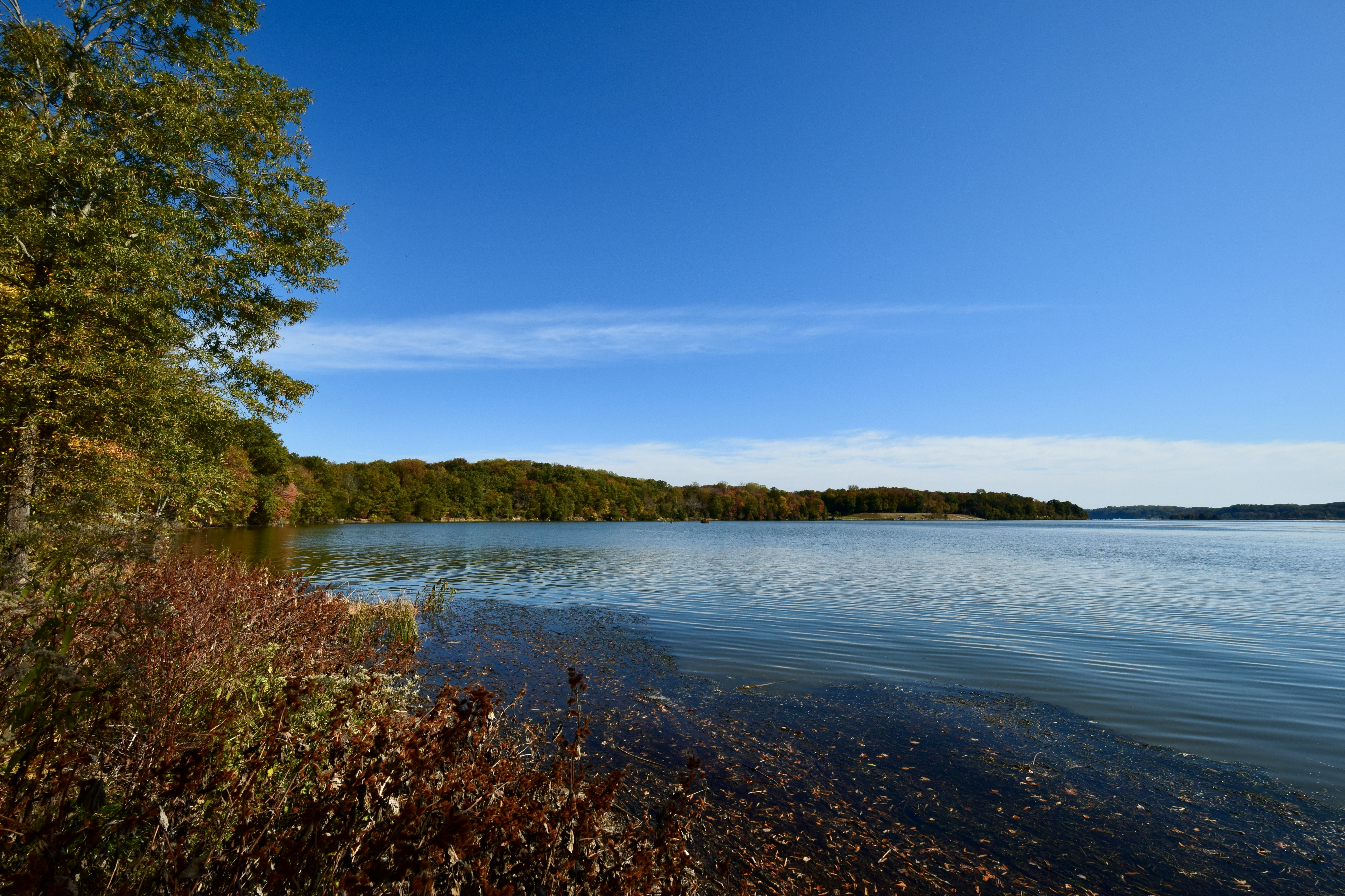 Fall Foliage by Lake