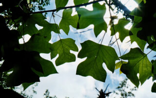 Sun through tree Leaves - Sarah Kohrs