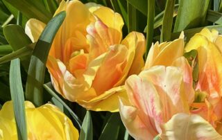 native species tulips