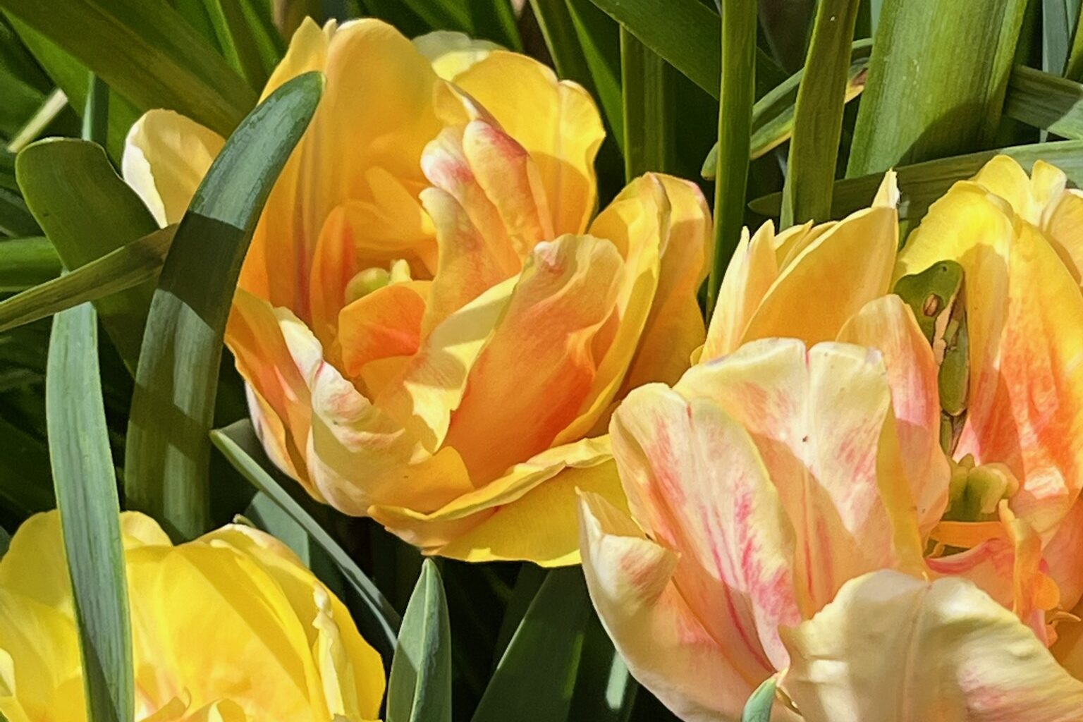 native species tulips