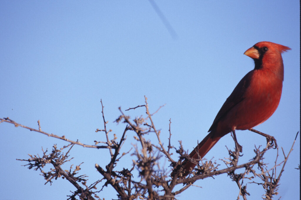 Northern Cardinal_John Mosesso