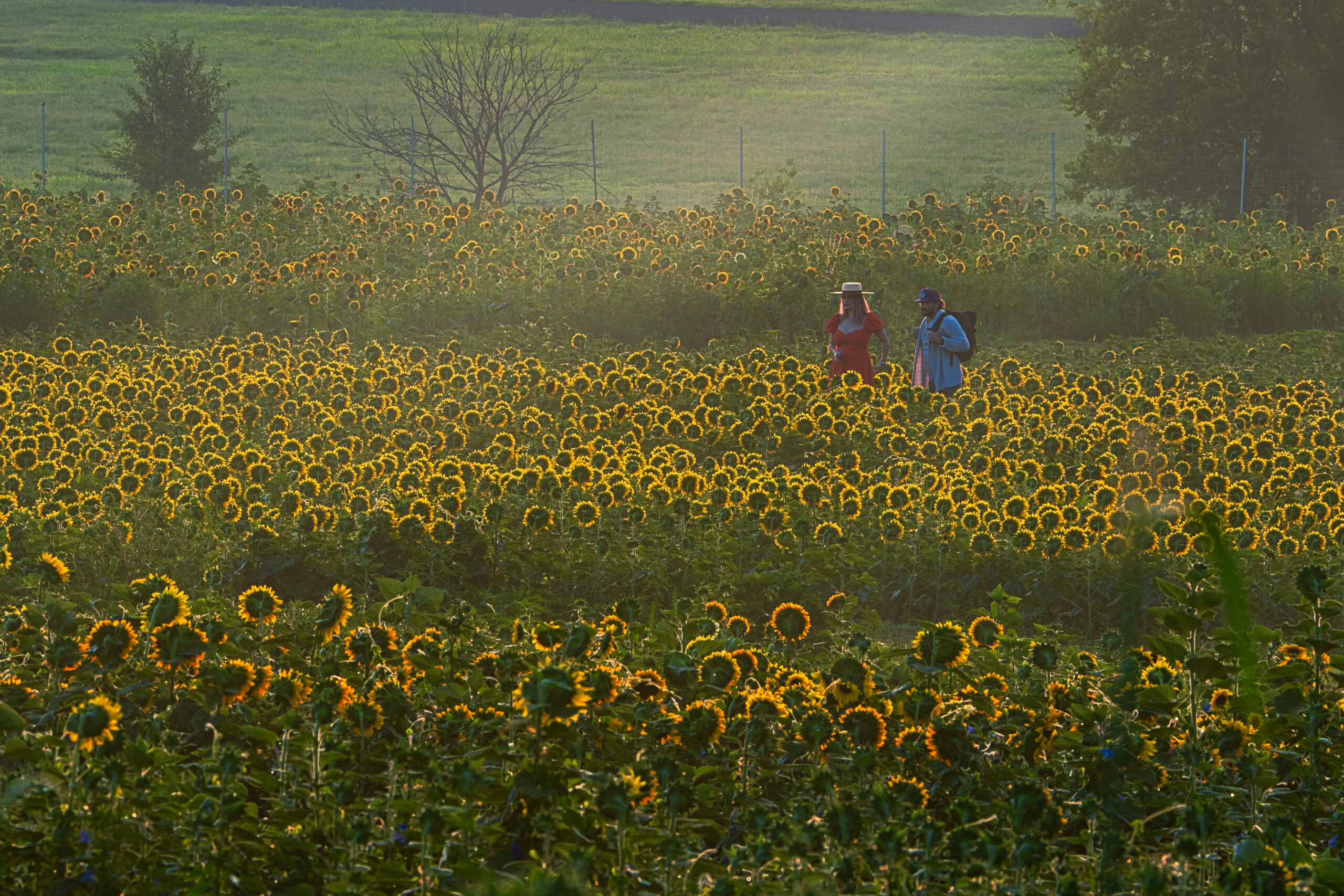 "Sunflower Morning" - Burnside Farm in Nokesville, VA.