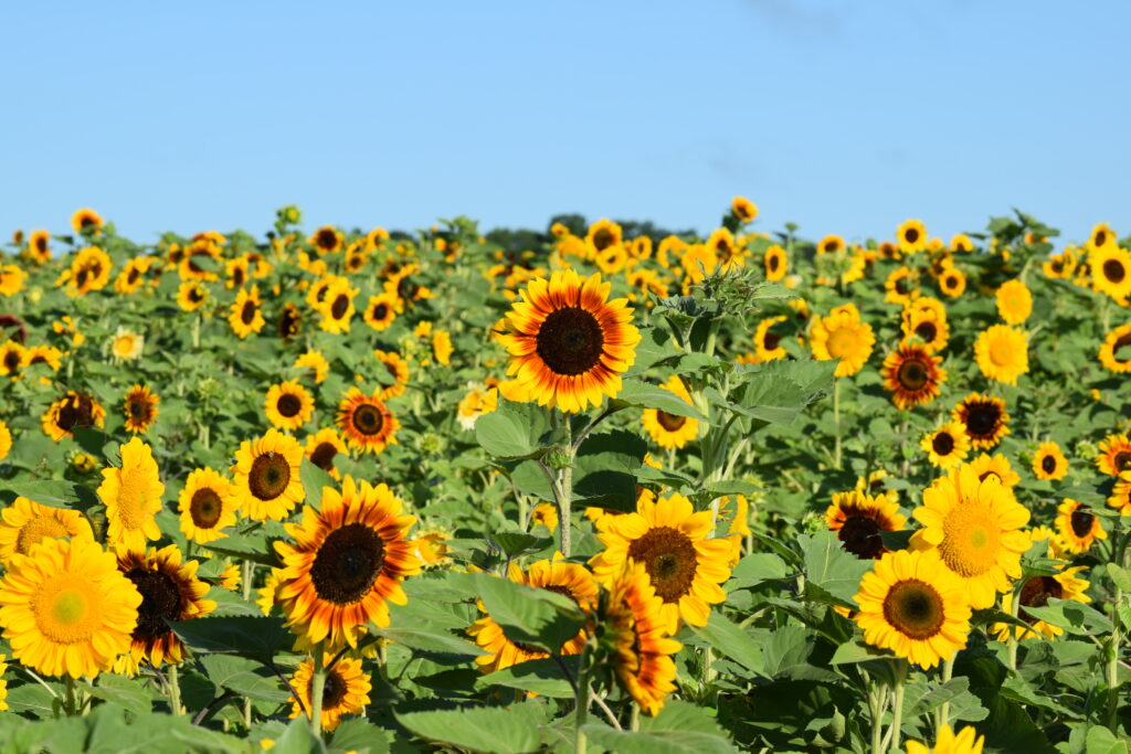 Burnside Sunflower Farm in Prince William County VA