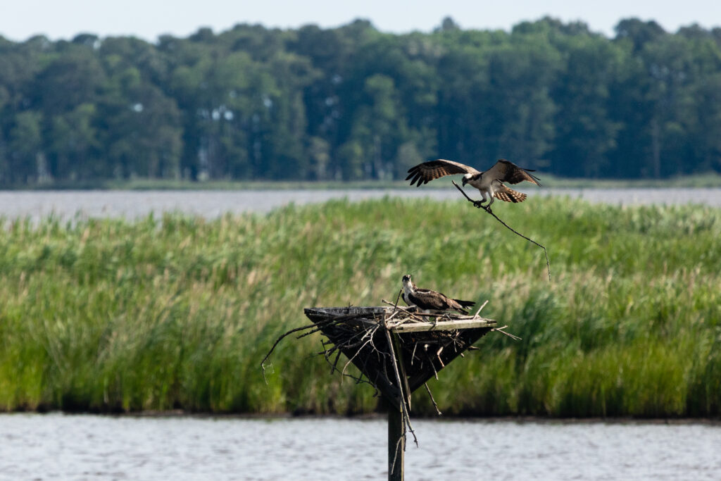 Blackwater National Wildlife Refuge in Dorchester County, Maryla