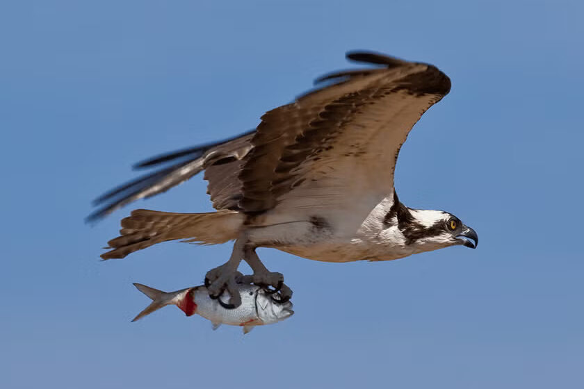Osprey Catching Atlantic Menhaden