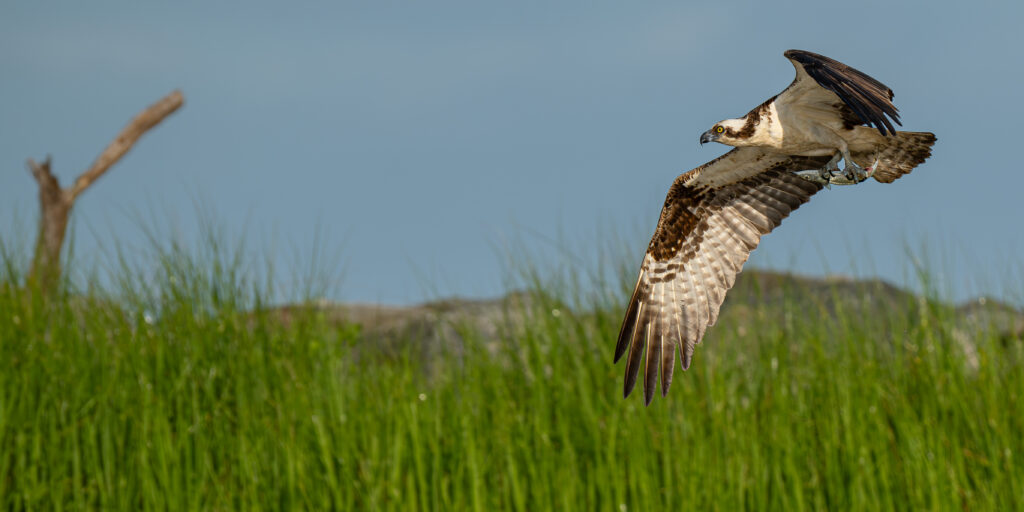 Osprey Catching Fish_Cape Charles, VA_Marina Pierce (@photo_by_the_bay)